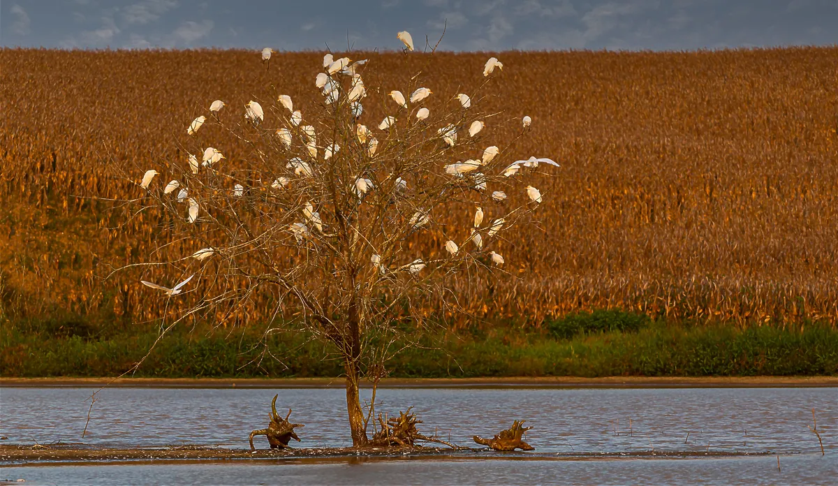 Fågelpopulationer sjunker kraftigt i Nordamerika och Europa på grund av jordbruk