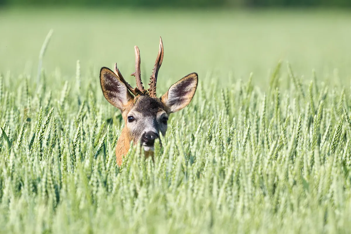 Roe Deer Disrupts Traffic on E18 at Draget Interchange