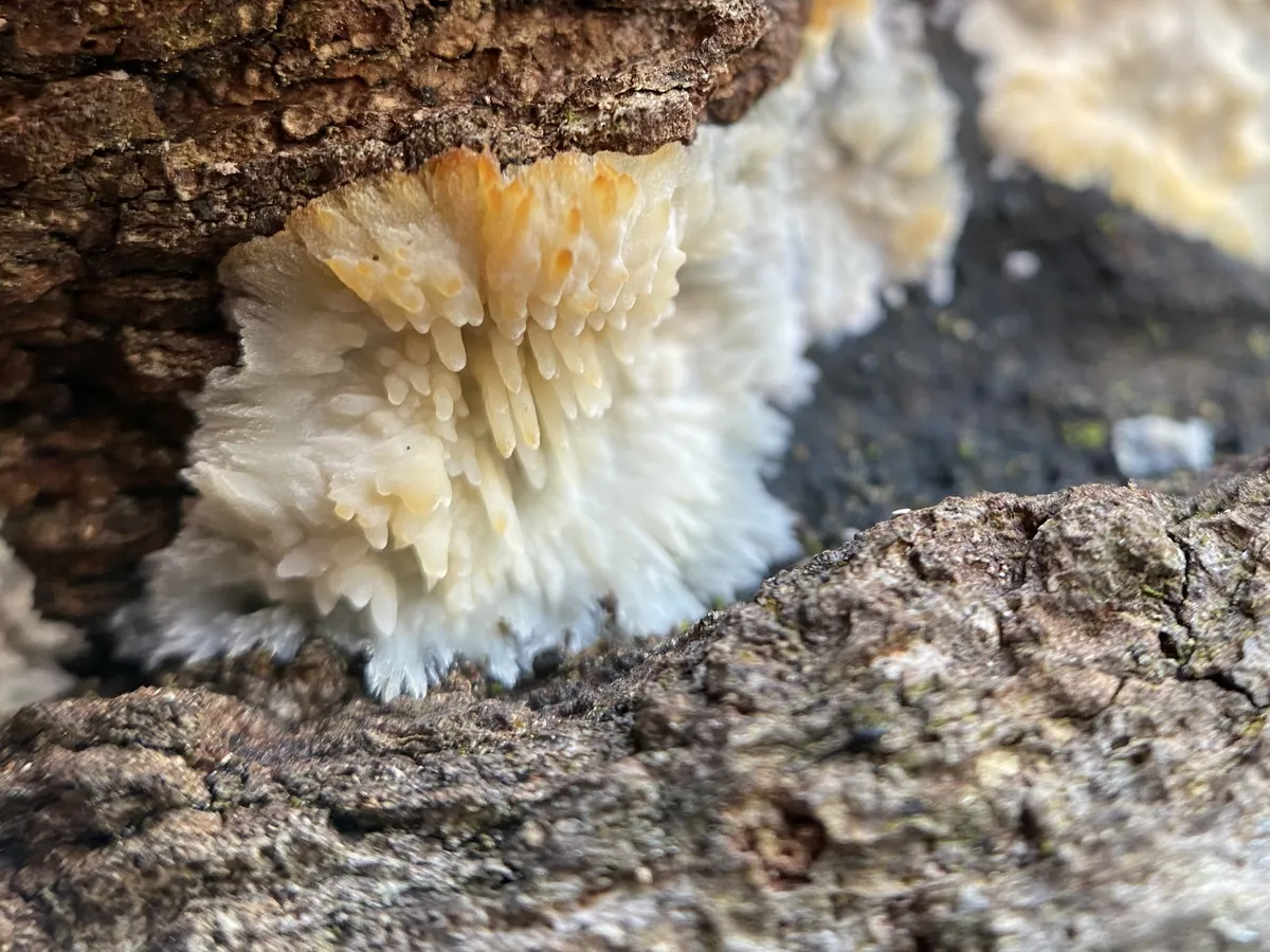 New Zombie Fungus Discovered in Sweden, Named After David Attenborough