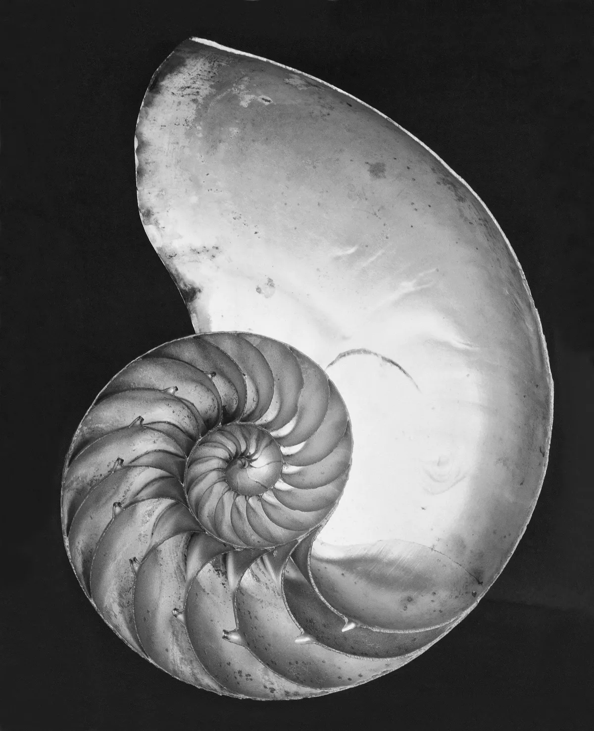 Fossil felidentifierad som äldsta bläckfisken är nära släkting till näbbdjur