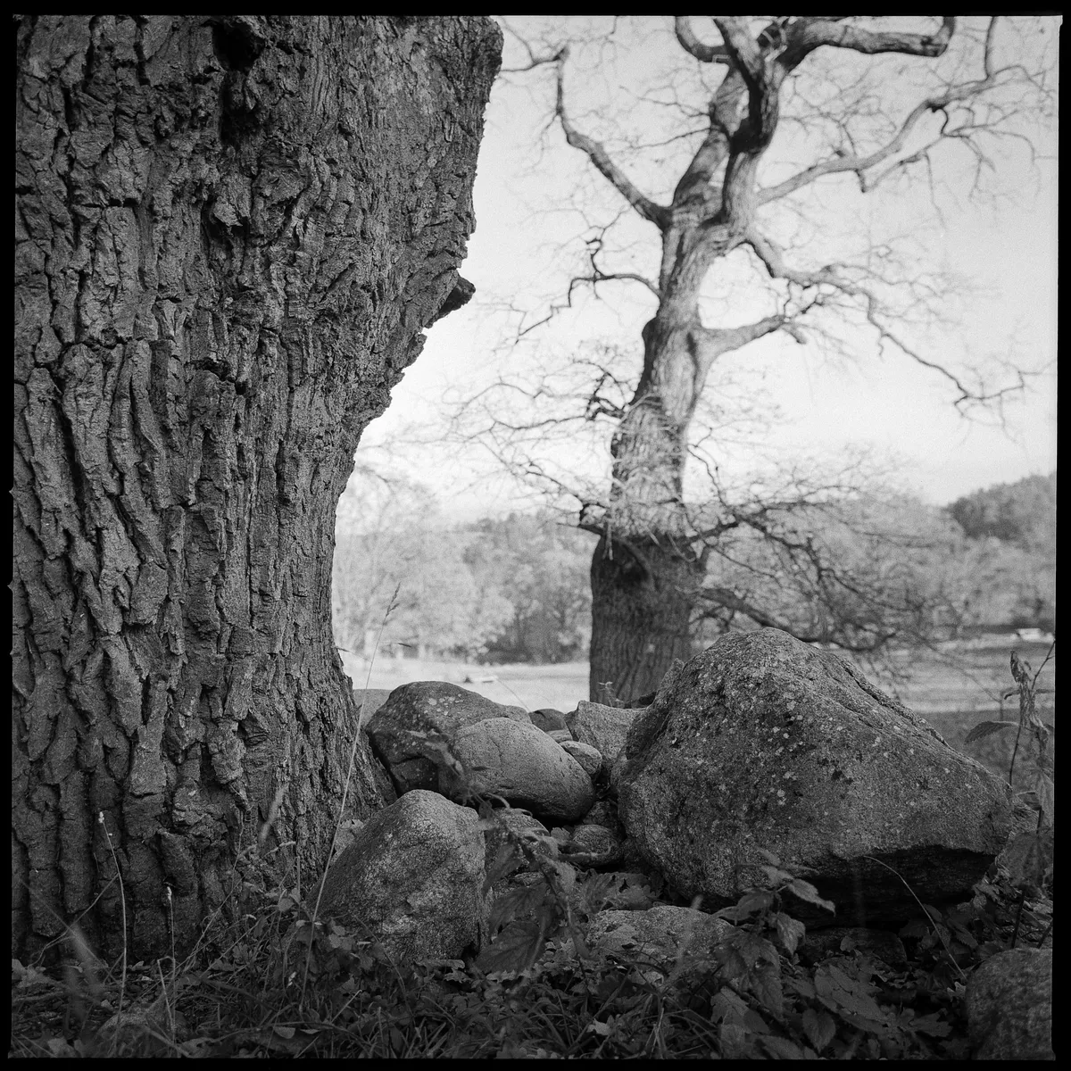 Blekinge Oak Photo Wins 2025 Best Image Competition