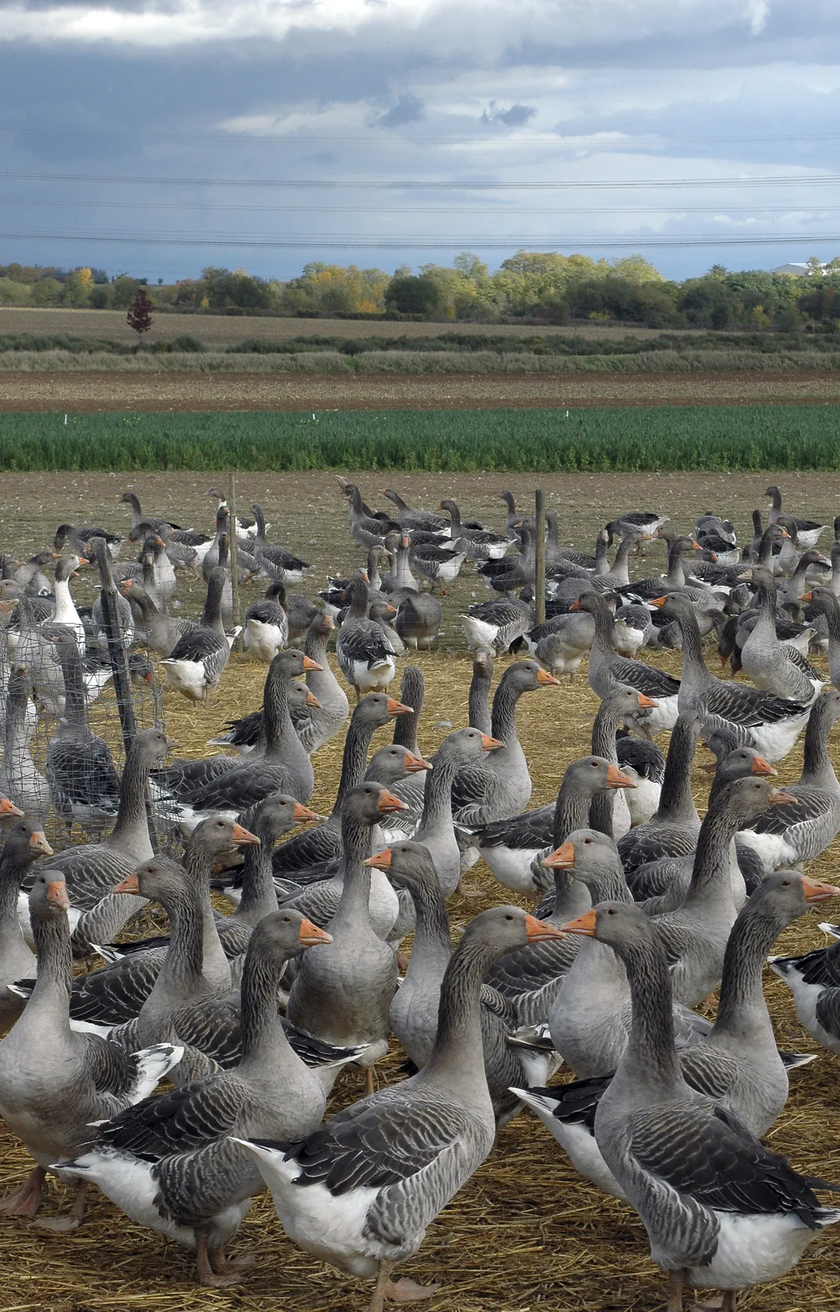 Kalmar Municipality Hunts Geese to Address Overpopulation and Sanitary Issues