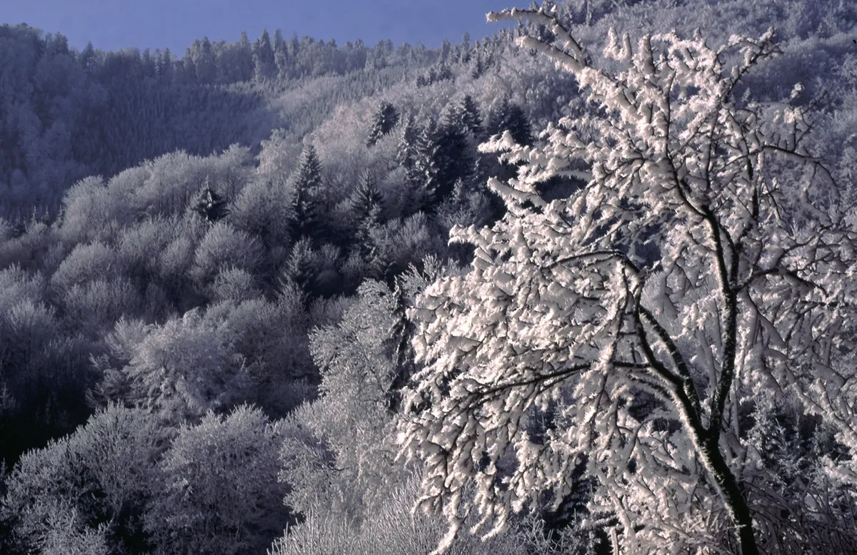 Sewage sludge contaminates Scottish farmland and honey with chemicals