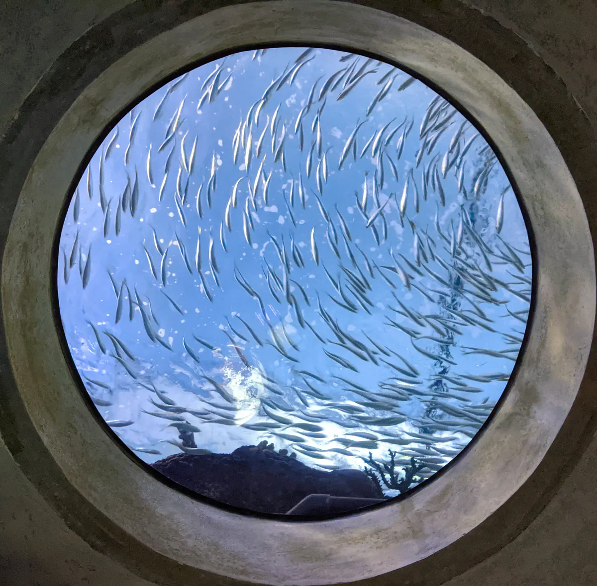 Unannounced inspection finds deficiencies at Kolmården dolphinarium