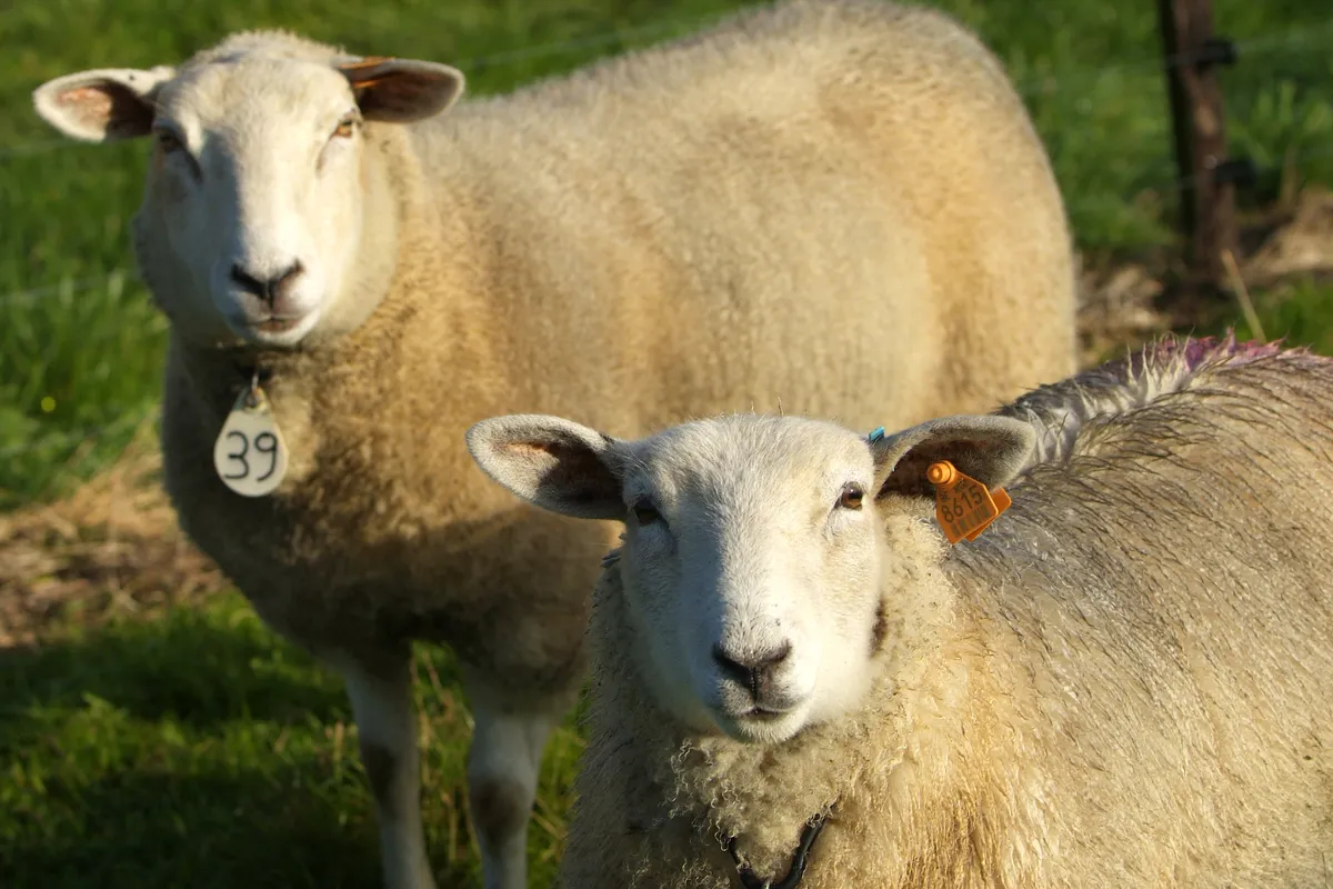 Deliberate Lamb Killings in Northern Ireland Spark Police Appeal