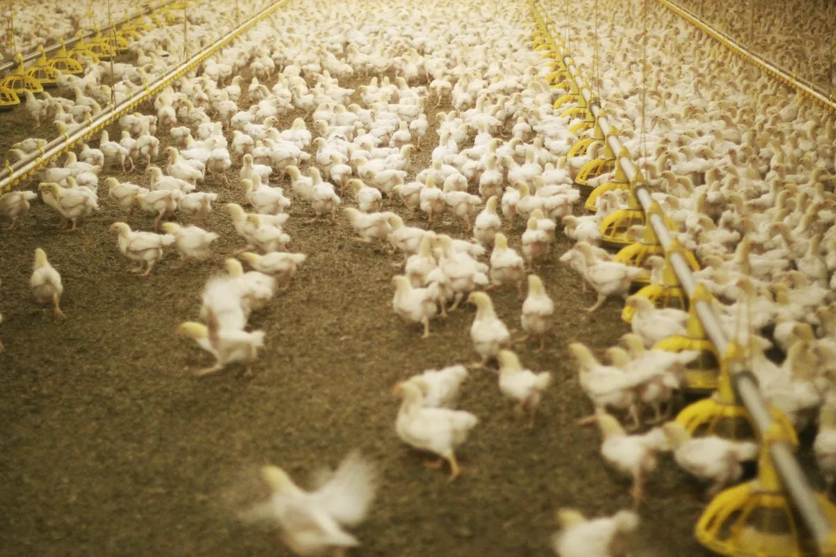 Health Alert Issued for Walmart Chicken Nuggets Over Lead Contamination