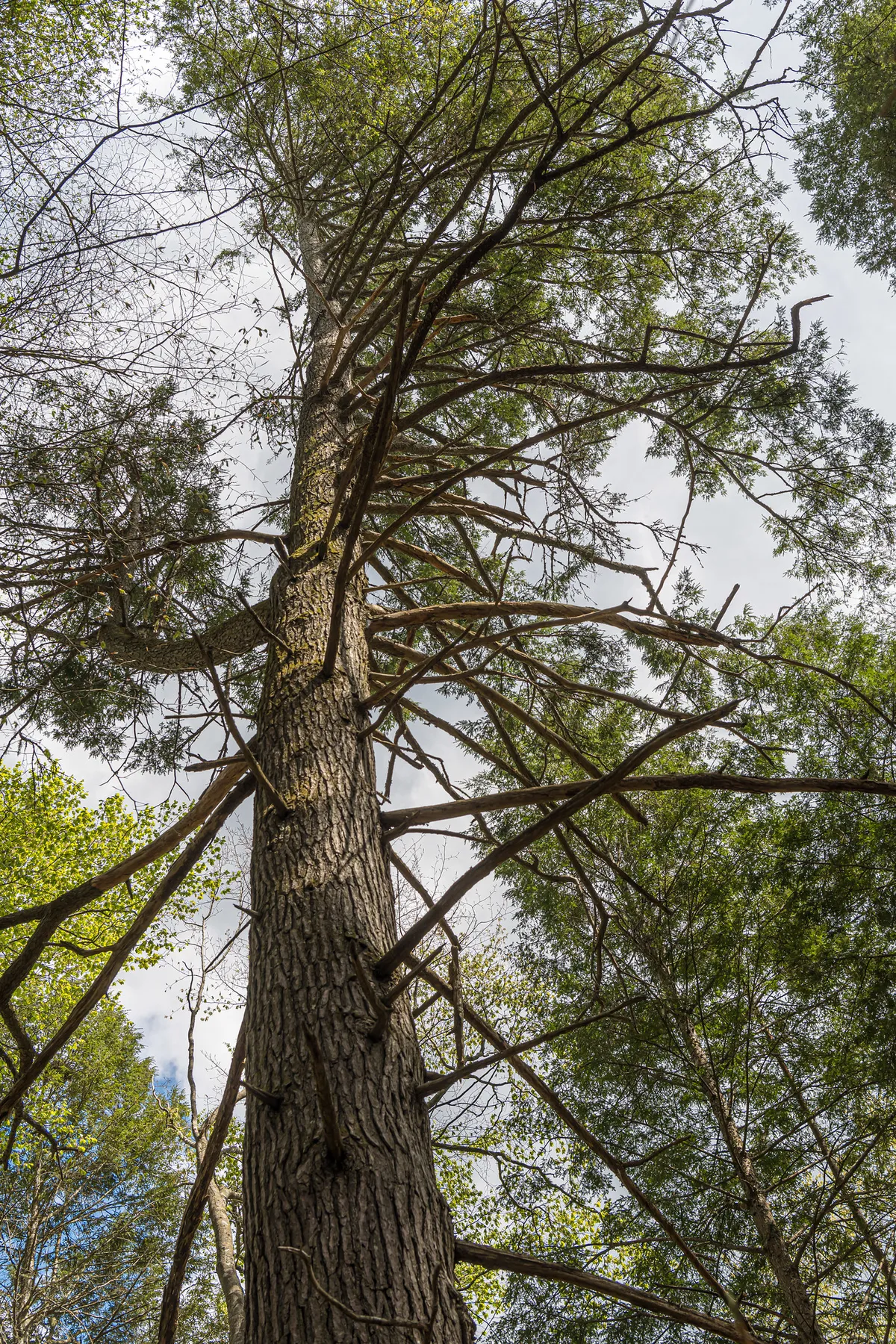 Public Vote Opens to Select Artist for Sycamore Gap Tree Artwork