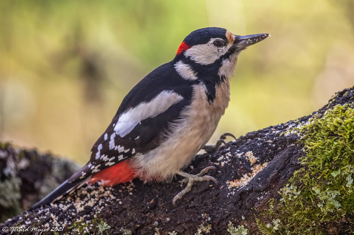 Umeås plan för 2800 lägenheter stoppas för att skydda hotade arter