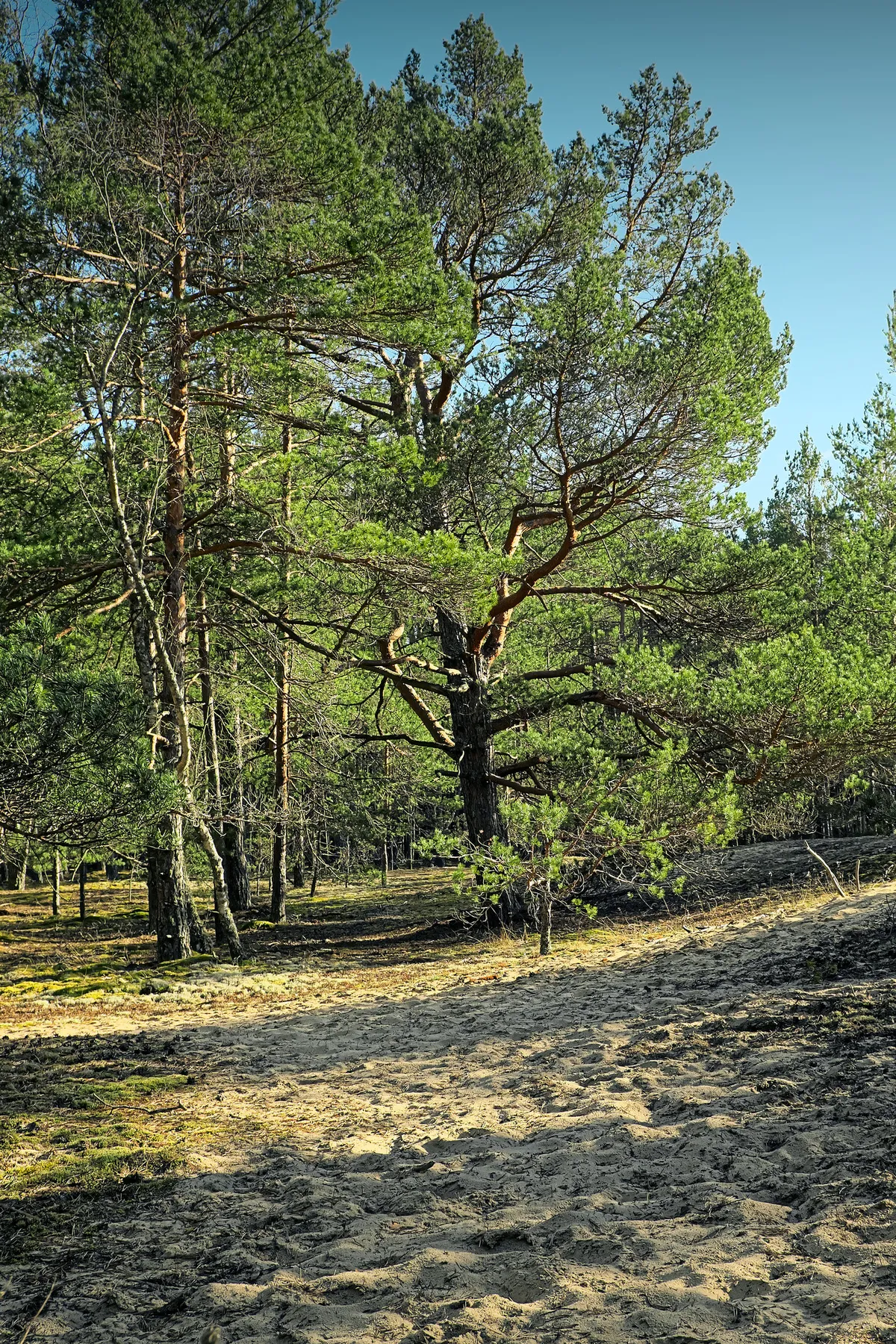 Borås Forest Team Balances Safety and Biodiversity in Management