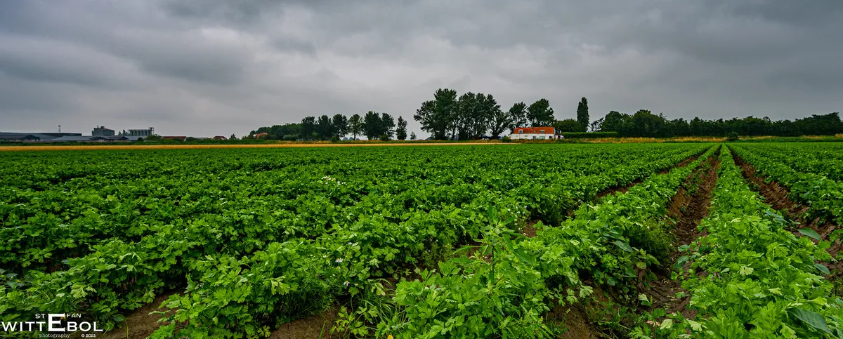 Belgiska bönder står inför potatissurpluskris