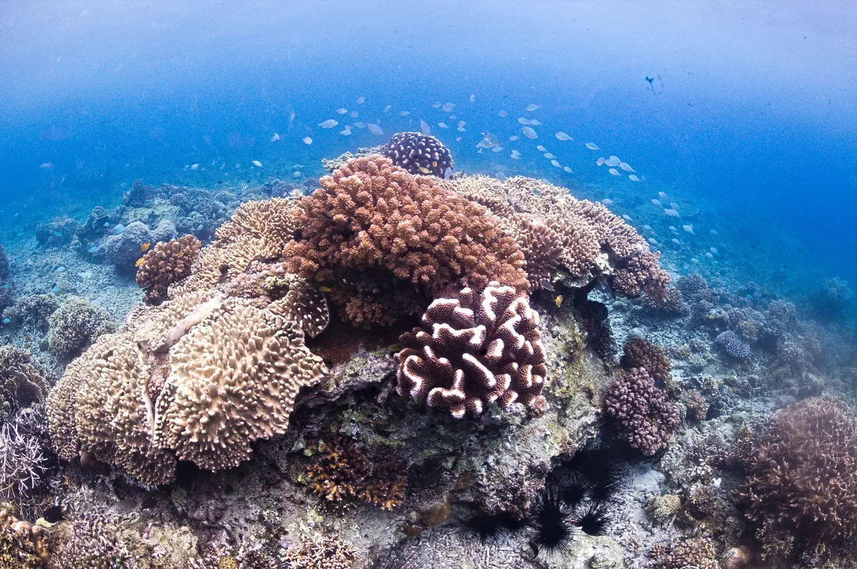 Scientists discover pristine reefs, new species in Caribbean expedition