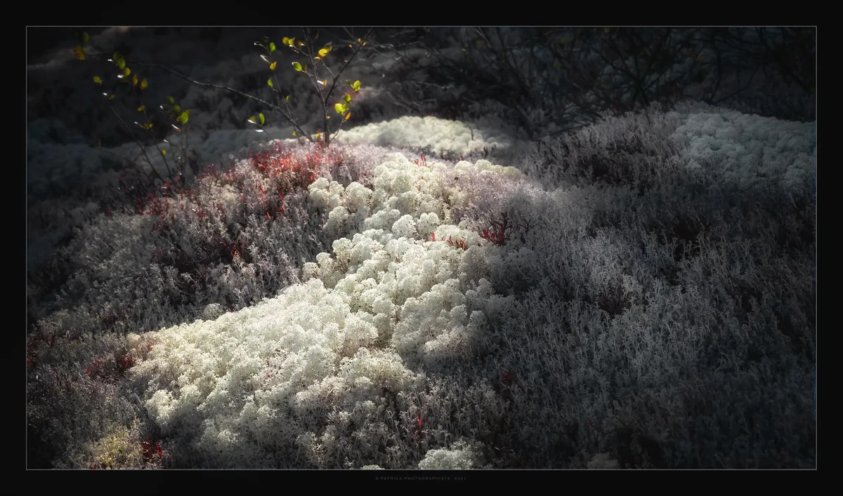 Early Snowmelt Disrupts Reindeer Herding in Härjedalen, Sparks Safety Concerns