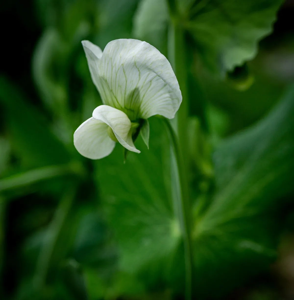 Mary Berry's Life in Henley-on-Thames Reveals Downsizing Move