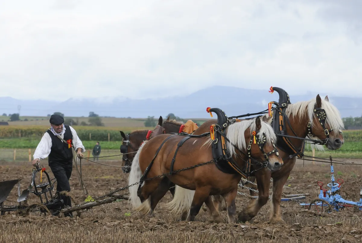 EHV-1-utbrott i Halland leder till inställda hästtävlingar