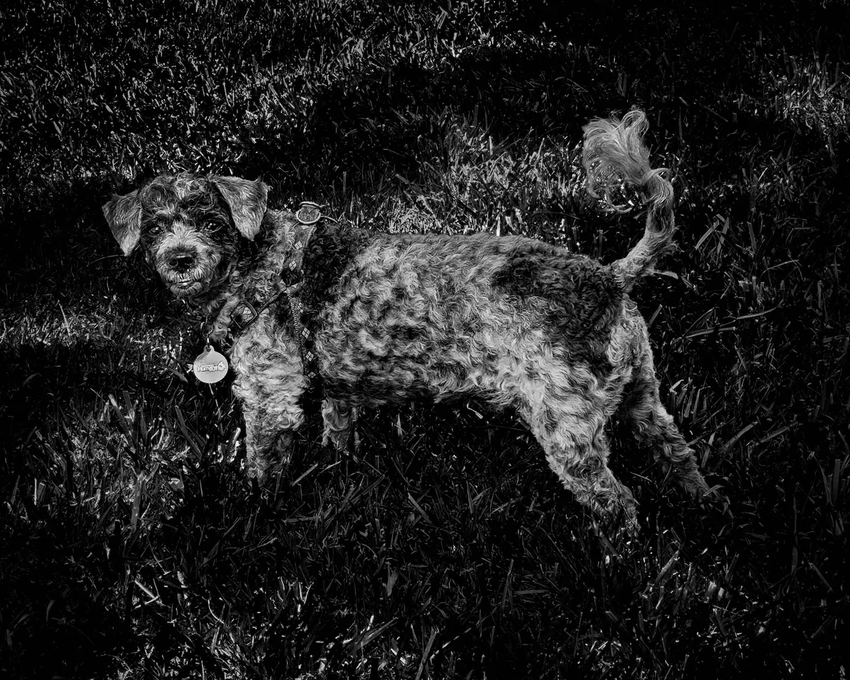 Hiker rescued, dog found alive after week-long search in New Zealand wilderness