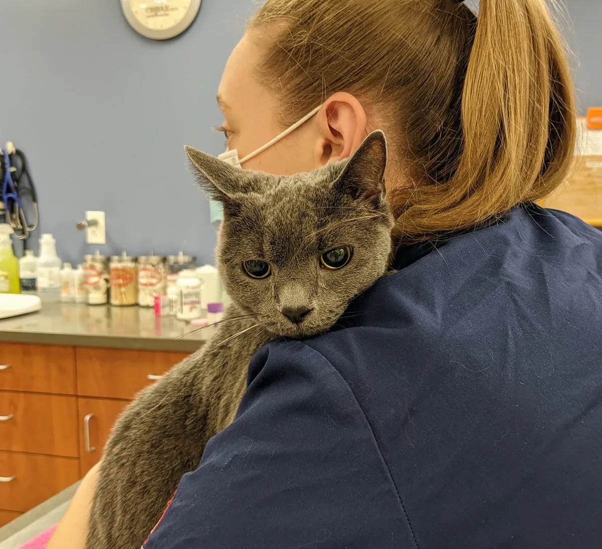 Västerås klinik erbjuder gratis veterinärvård för hemlösa husdjursägare