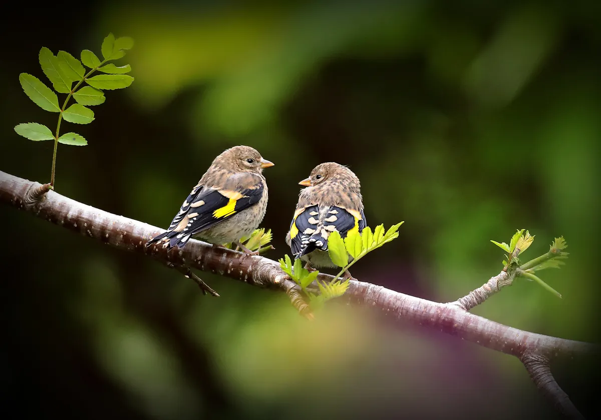 Monty Don and RSPB advise on bird feeding during nesting season