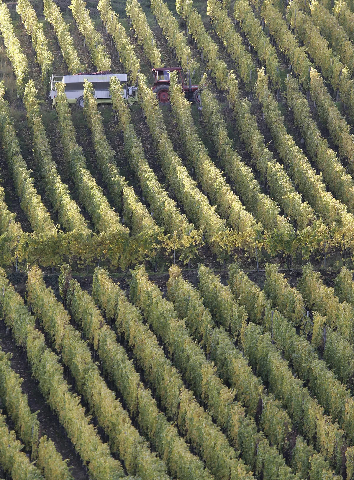 Storbritanniens vinproduktion ökar med 55% 2025 tack vare gynnsamt väder