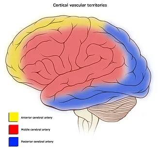 Circulation(s)